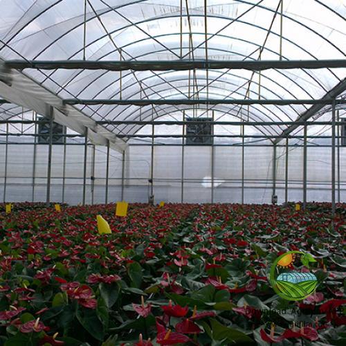 High-Efficiency Greenhouse Film for Commercial Agriculture