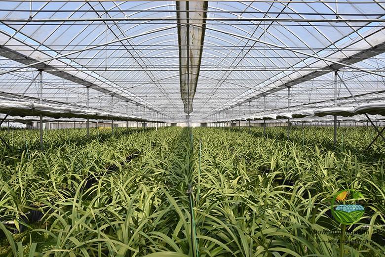 High-Efficiency Greenhouse Film for Commercial Agriculture